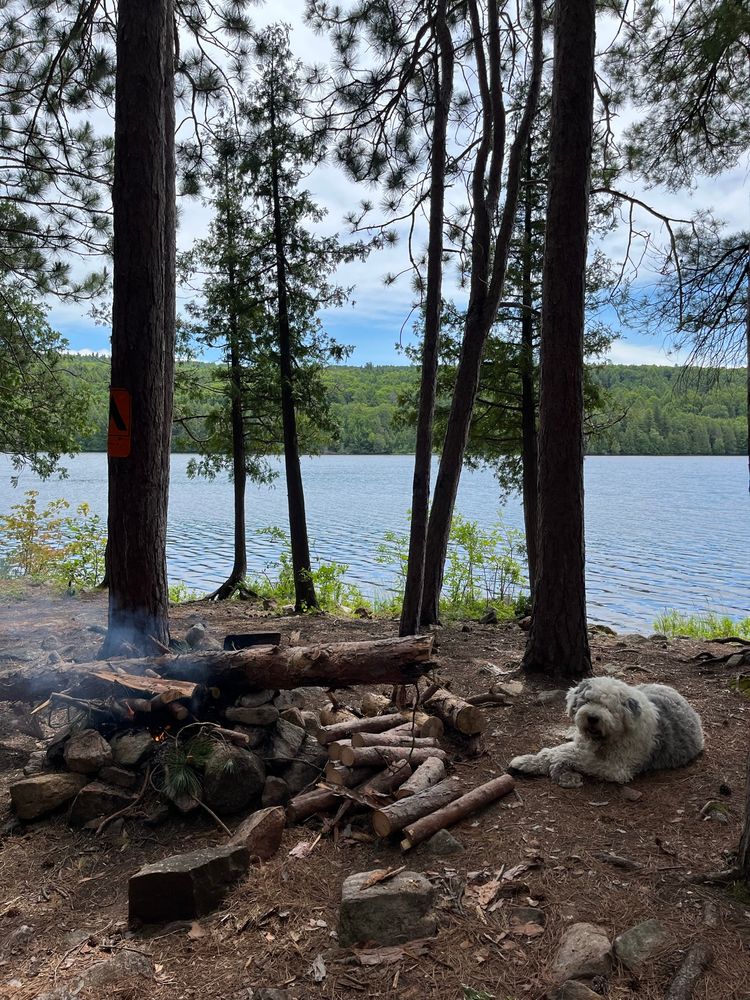 Eastern Pines Backpacking Trail (Stratton Lake - Site 1)